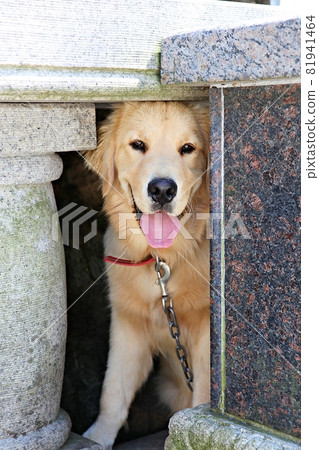 puppy puppy 81941464