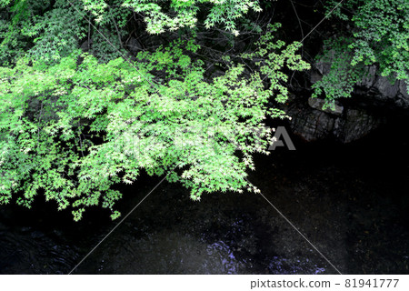 Blue maple-16 81941777