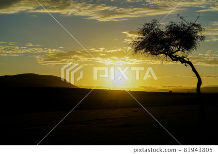 Early morning landscape of the savanna where the rising sun illuminates the magnificent land (Maasai Mara National Reserve, Kenya) Early morning landscape of the savanna where the rising sun illuminates the magnificent land (Maasai Mara National Reserve, Kenya) 81941805