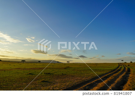 Early morning scenery of the savanna illuminated by the rising sun over the ruts that extend to the horizon (Maasai Mara National Reserve, Kenya) Early morning scenery of the savanna illuminated by the rising sun over the ruts that extend to the horizon (Maasai Mara National Reserve, Kenya) 81941807