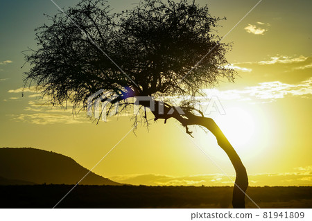 大樹被熱帶草原美麗的日出照亮（肯尼亞馬賽馬拉國家保護區） 81941809