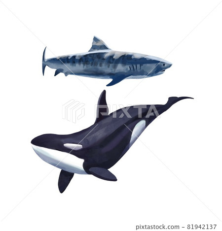 Watercolor killer whale and shark. Isolated illustration or white background  81942137