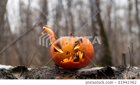 Scary pumpkin with tongues of flame in a dense forest. Jack o lantern for halloween Scary pumpkin with tongues of flame in a dense forest. Jack o lantern for halloween 81942362