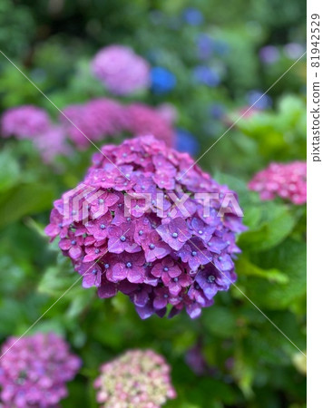 Purple and blue hybrid hydrangea Purple and blue hybrid hydrangea 81942529