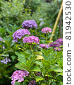 Hydrangea flowers getting wet in the rain 81942530