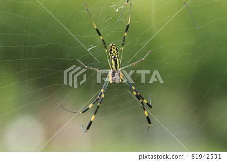 A spider waiting for its prey A spider waiting for its prey 81942531