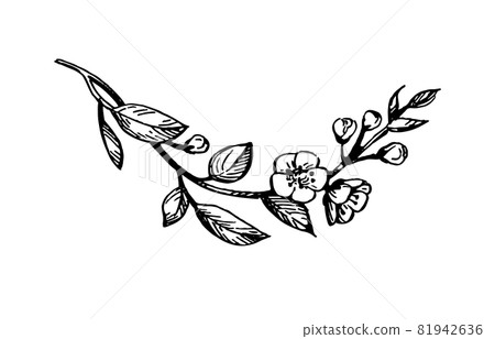 Blooming cherry branch. 81942636