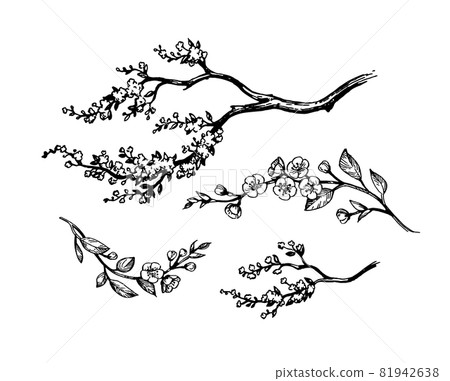 Blooming cherry branches. 81942638