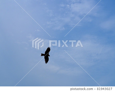野鳥鷹 81943027
