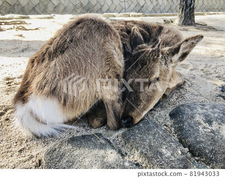 睡鹿 睡鹿 81943033