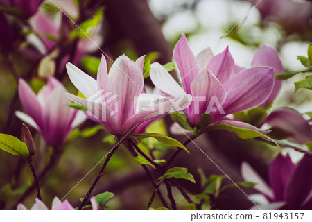 Magnolia spring flowers 81943157