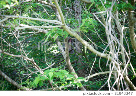 野生日本猴 | 滋賀縣東海市 野生日本猴 | 滋賀縣東海市 81943347