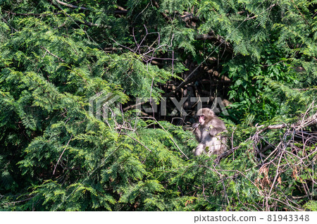 野生日本猴 | 滋賀縣東海市 野生日本猴 | 滋賀縣東海市 81943348