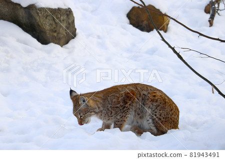 Close-up on the lynx in the winter that eats. Close-up on the lynx in the winter that eats. 81943491