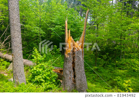 Close-up of a broken tree in the woods during bad weather. Close-up of a broken tree in the woods during bad weather. 81943492