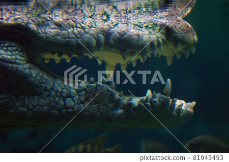 Blurred background, out of focus, open jaw crocodile underwater. Blurred background, out of focus, open jaw crocodile underwater. 81943493