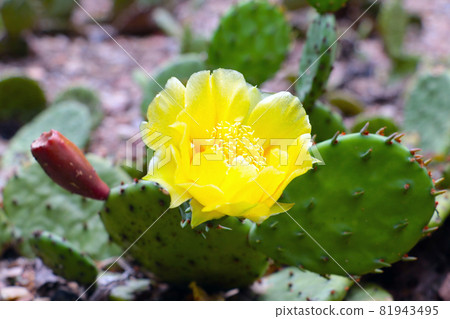 Beautiful yellow flowering flower on a cactus. Beautiful yellow flowering flower on a cactus. 81943495