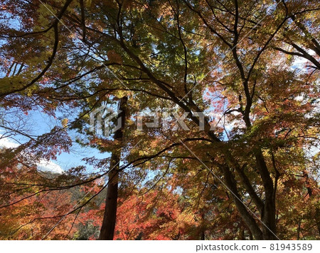 Autumn scenery of Ranzan Valley (Ranzan Town, Hiki District, Saitama Prefecture) Autumn scenery of Ranzan Valley (Ranzan Town, Hiki District, Saitama Prefecture) 81943589