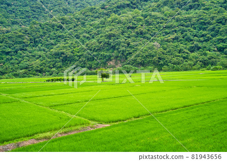 Green rice fields. Blue sky, white clouds, mountains are like idyllic paintings. 81943656