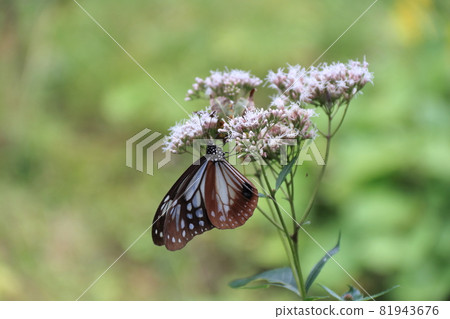 Asagi madara和Fuji Bakama 81943676