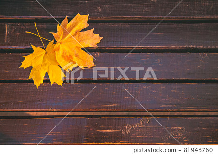Fallen yellow maple leaf on a brown wooden bench in the city park. Fallen yellow maple leaf on a brown wooden bench in the city park. 81943760