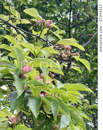 科布西水果 3 科布西水果 3 81943812