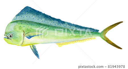 dorado mahi mahi 手繪水彩畫 81943978