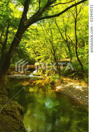 [Hiroshima Prefecture] Forest bathing power spot Taishaku Gorge 81944031