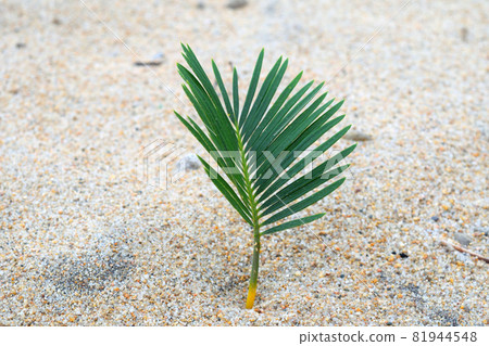 Cycads sprouted on a sandy beach Cycads sprouted on a sandy beach 81944548