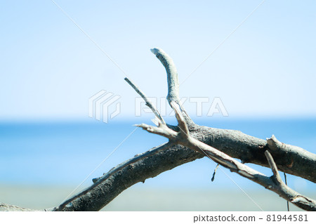 漂流木沙灘，碧海藍天，飄向大海 81944581