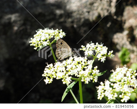 Ypthima argus [Shibata City, Niigata Prefecture] 81945056