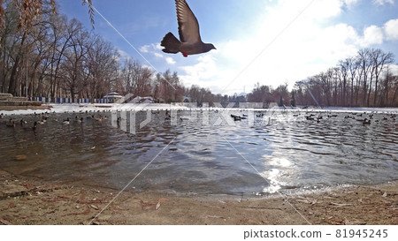 A flock of ducks and pigeons on a pond in the Park A flock of ducks and pigeons on a pond in the Park 81945245