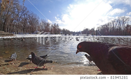 A flock of ducks and pigeons on a pond in the Park A flock of ducks and pigeons on a pond in the Park 81945281