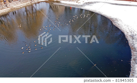 A flock of ducks rests on a freezing pond in Park 81945305