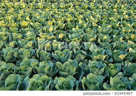Fresh cabbage from farm field. View of green cabbages plants. Fresh cabbage from farm field. View of green cabbages plants. 81945467
