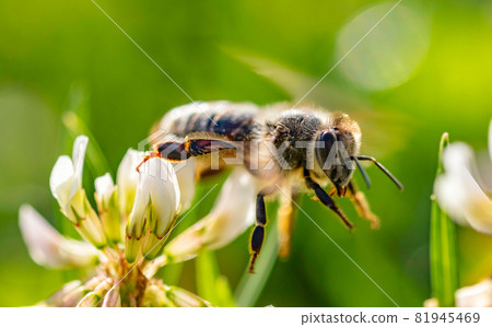 Bee collecting pollen from a flower of cloverin Bee collecting pollen from a flower of cloverin 81945469