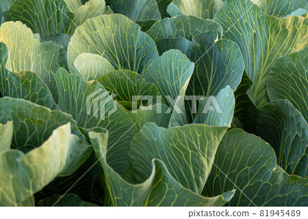 Fresh cabbage from farm field. View of green cabbages plants. Fresh cabbage from farm field. View of green cabbages plants. 81945489