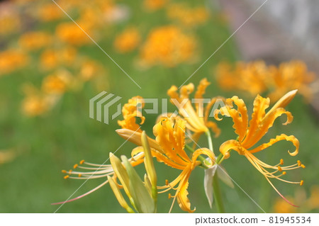 A cluster amaryllis of Sogou-ji A cluster amaryllis of Sogou-ji 81945534