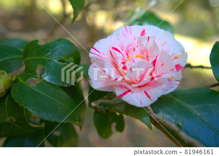 Kotori no Mori (Santokuen) Double-flowered camellia flowers with white and red speckles Higashi Ward, Okayama City, Okayama Prefecture 81946161