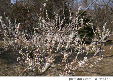 Kotori no Mori (Santokuen) White plum blossoms in full bloom in the plum garden Higashi Ward, Okayama City, Okayama Prefecture Kotori no Mori (Santokuen) White plum blossoms in full bloom in the plum garden Higashi Ward, Okayama City, Okayama Prefecture 81946162