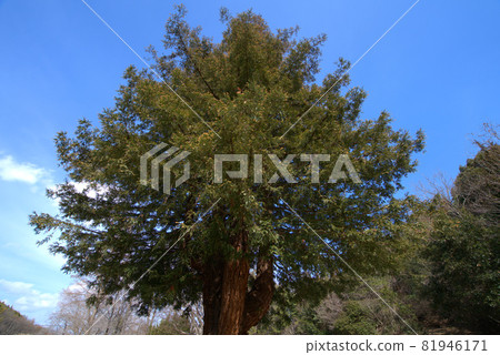 Kotori no Mori (Santokuen) Looking up at sequoia trees and early spring blue sky Higashi Ward, Okayama City, Okayama Prefecture Kotori no Mori (Santokuen) Looking up at sequoia trees and early spring blue sky Higashi Ward, Okayama City, Okayama Prefecture 81946171