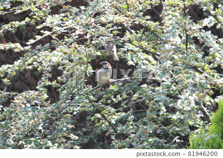 House sparrow perching on a cotoneaster House sparrow perching on a cotoneaster 81946200