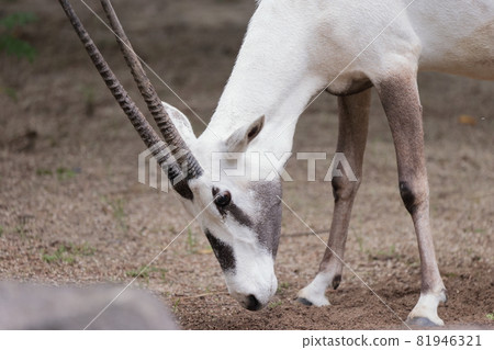 Arabian Orix Arabian Orix 81946321