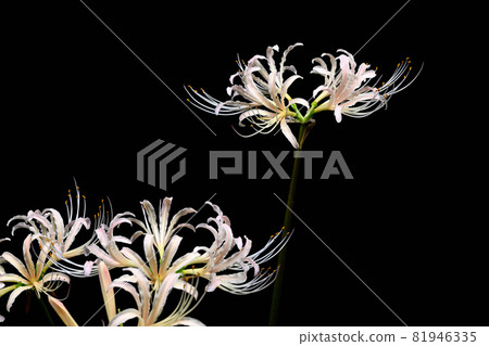 Red spider lily Red spider lily 81946335