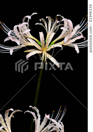 Red spider lily 81946339