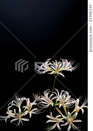 Red spider lily Red spider lily 81946345