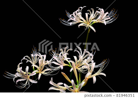 Red spider lily Red spider lily 81946351