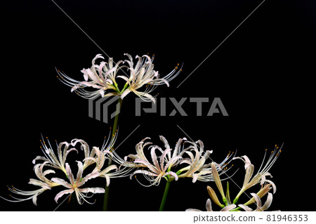 Red spider lily Red spider lily 81946353