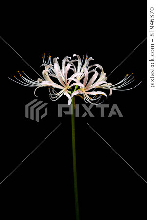 Red spider lily Red spider lily 81946370
