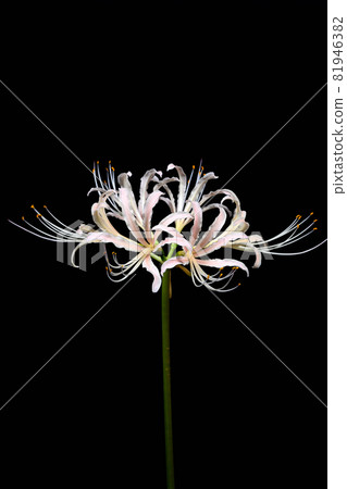 Red spider lily Red spider lily 81946382